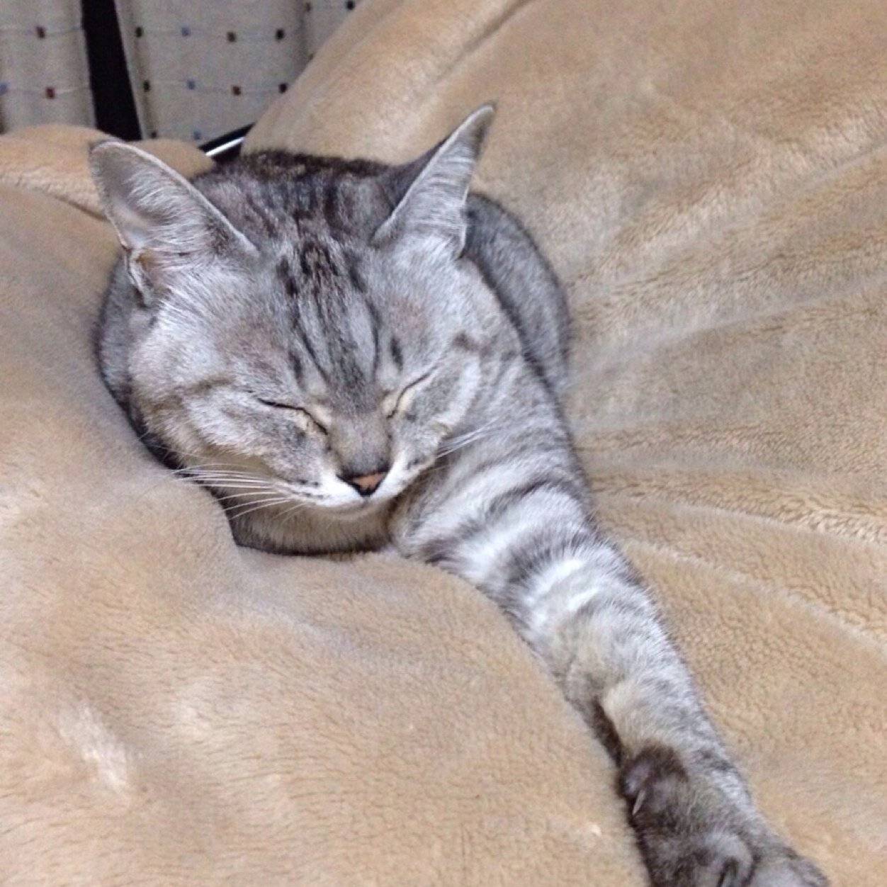 サッカー大好き⚽️猫大好き🐈 麻雀好き🀄️無言フォローすみません🙏 ロアッソ応援中🐴猫5匹と息子と嫁😁勝手にフォローしてください😆😆