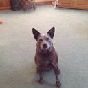 Carol Spaulding - @carspaulding - Twitter