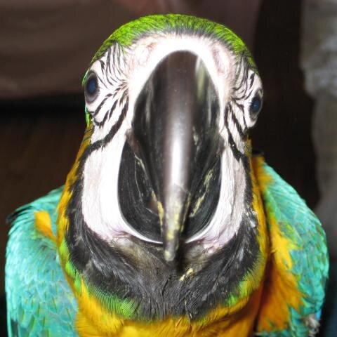 loving and caring for all my feathered kids.