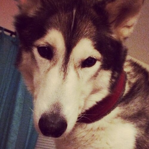 I'm a smart Husky with so much discipline that you won't OH MY GOD A SHINY THING OVER THERE HAVE TO RUN WHAT THE HELL IS THIS AROUND MY NECK STOPPING ME!?!?!!!?