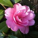 Shannon Aaron - @shebeaux - Twitter