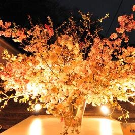 hanay0men0ren's profile picture. 今時華道などやっております！良いお嫁さんになるぞ～