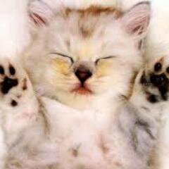 Meoww