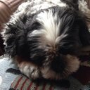 Patricia DeSantis - @pdesantis308 - Twitter