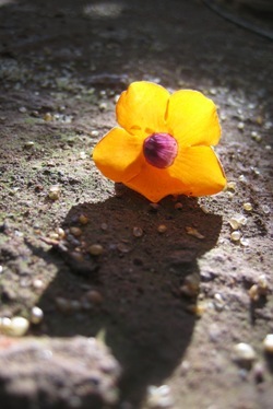 indonoyoga's profile picture. 南インドで本場のヨガ・アーユルヴェーダに触れて目からウロコの体験がいっぱい(O_O)　