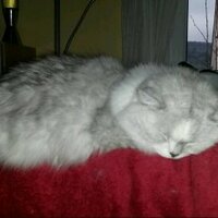 das Fell (@das_fell) Twitter profile photo