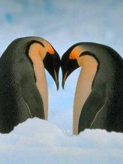 Ace_Dragon123's profile picture. №46. Победить и выжить, чтобы победить снова.