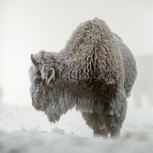 AnimalsNatGeo Profile Picture