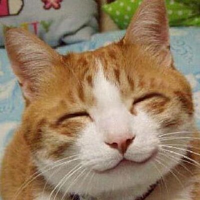 笑顔の動物たちbot Animalsmile1 Twitter