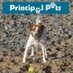 PrincipalPets (@principalpets) Twitter profile photo PrincipalPets (@principalpets) Twitter profile photo