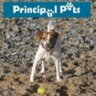 PrincipalPets's profile picture. Pet Shop in Heswall. (Telegraph Road - oppositre the Library) For all your pet needs and wants. Come in and meet Rosie. Tel: 0151 342 9635