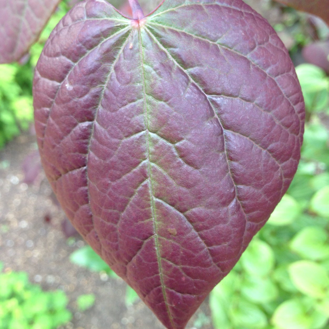 harpysiren's profile picture. 