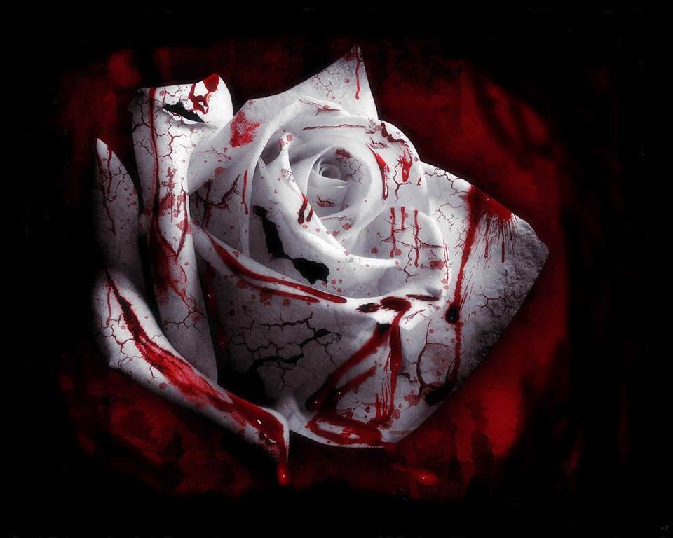 We are a Hardcore Melodic Metalcore band from Minnesota. & we salute you.