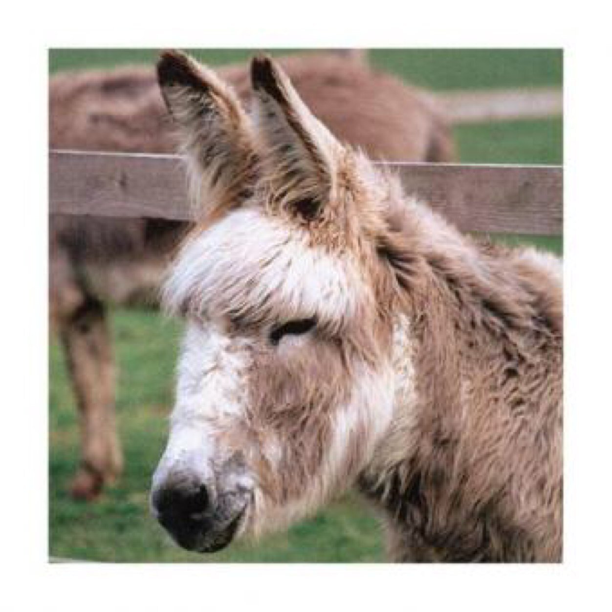 panicdonkey's profile picture. 