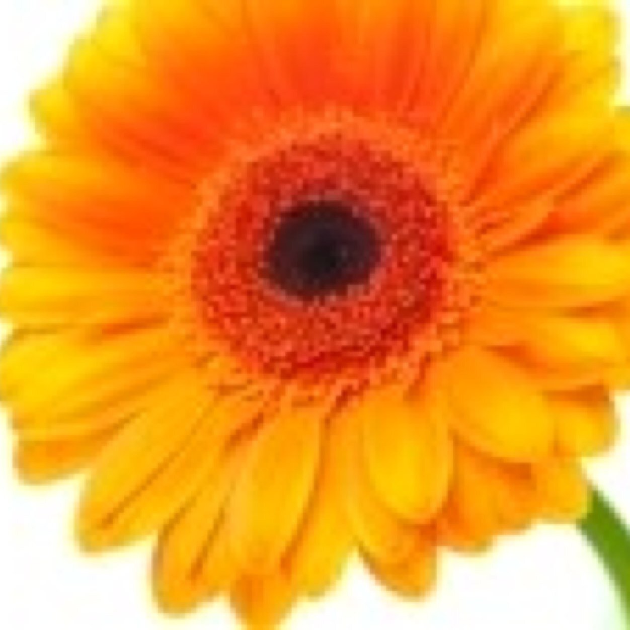 luzdehoponopono Profile Picture