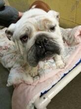 SarahBBR's profile picture. Iz a @BuckiBuldogResq bullie - sold at an estate sale, dumped by the guy who bought me @ a shelter and picked up by BBR.