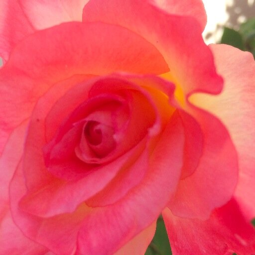 nanakbk's profile picture. grateful, thankful and blessed... enjoying family, friends, and the amazing talents of HL