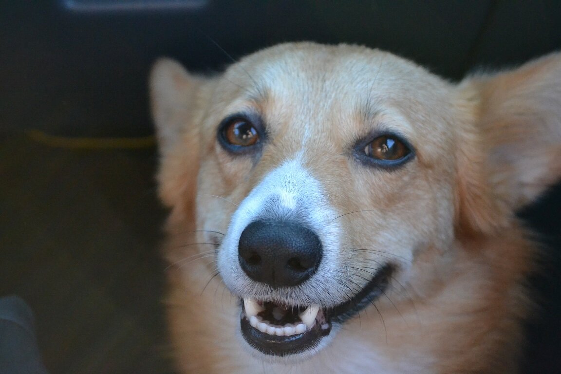 Woof woof I am Foxy Turbo the Corgi. I am a sassy lady! follow me on instagram @foxyturbothecorgi ♥♥♥