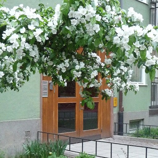 IrmaRidback's profile picture. 