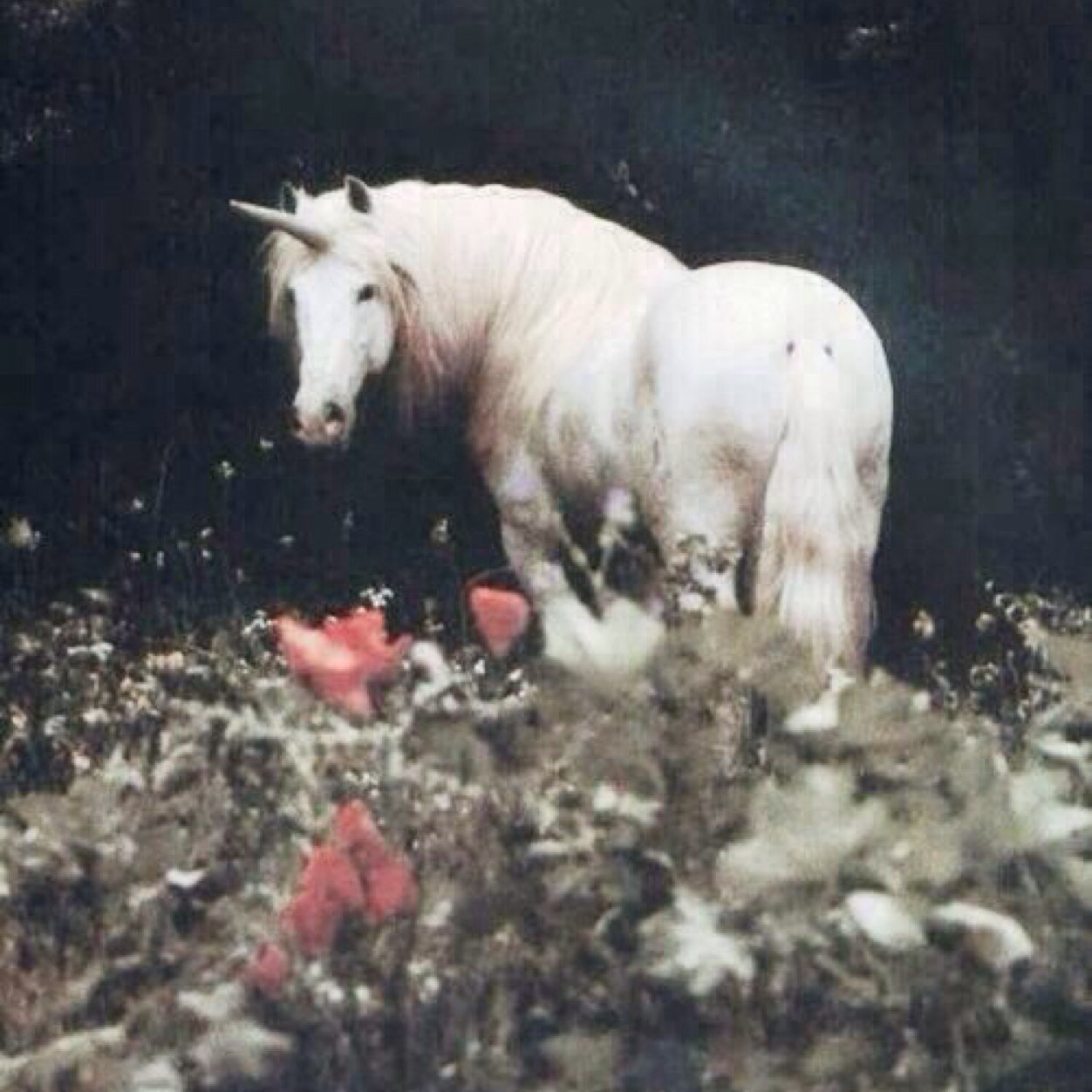Unicorno in cerca di affetto e faccio cavalcare chiunque.