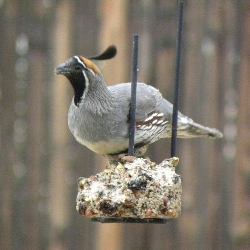 deagan55's profile picture. Plexus Silver Ambassador, bird watcher, and I love to hike! I love my family, friends and Jesus!!