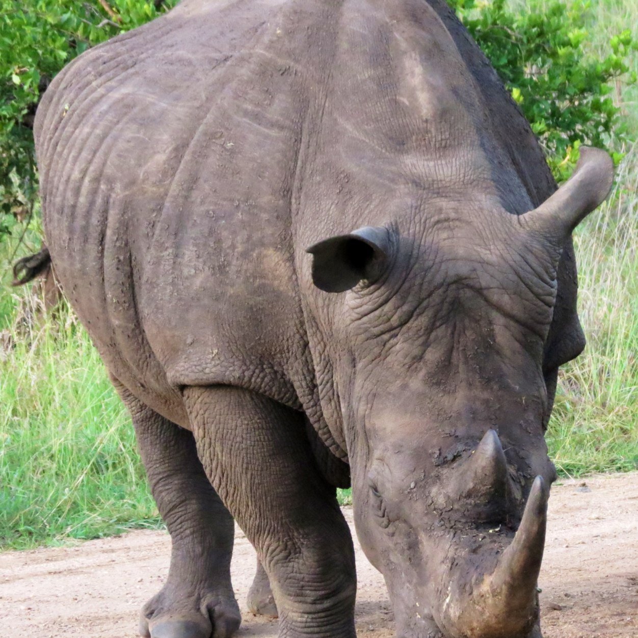 LoraineLiebenbe's profile picture. Passionate about wildlife and democratic rights and fairness.