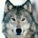 Claudio Marini - @MariniLupo - Twitter