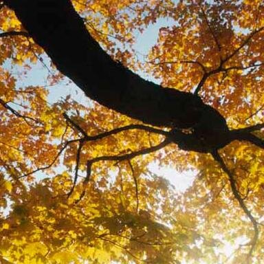 alexis42932743's profile picture. sigo todas as pessoas que me seguirem