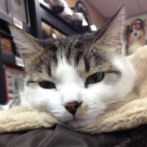 I'm Yoshi the store cat. We host events, foster cats from All Paws Rescue Group. We groom dogs/cats, sell live feeders and raw food! Call us @ 9058401160