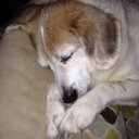 Lisa Volpe - @heyshorti - Twitter