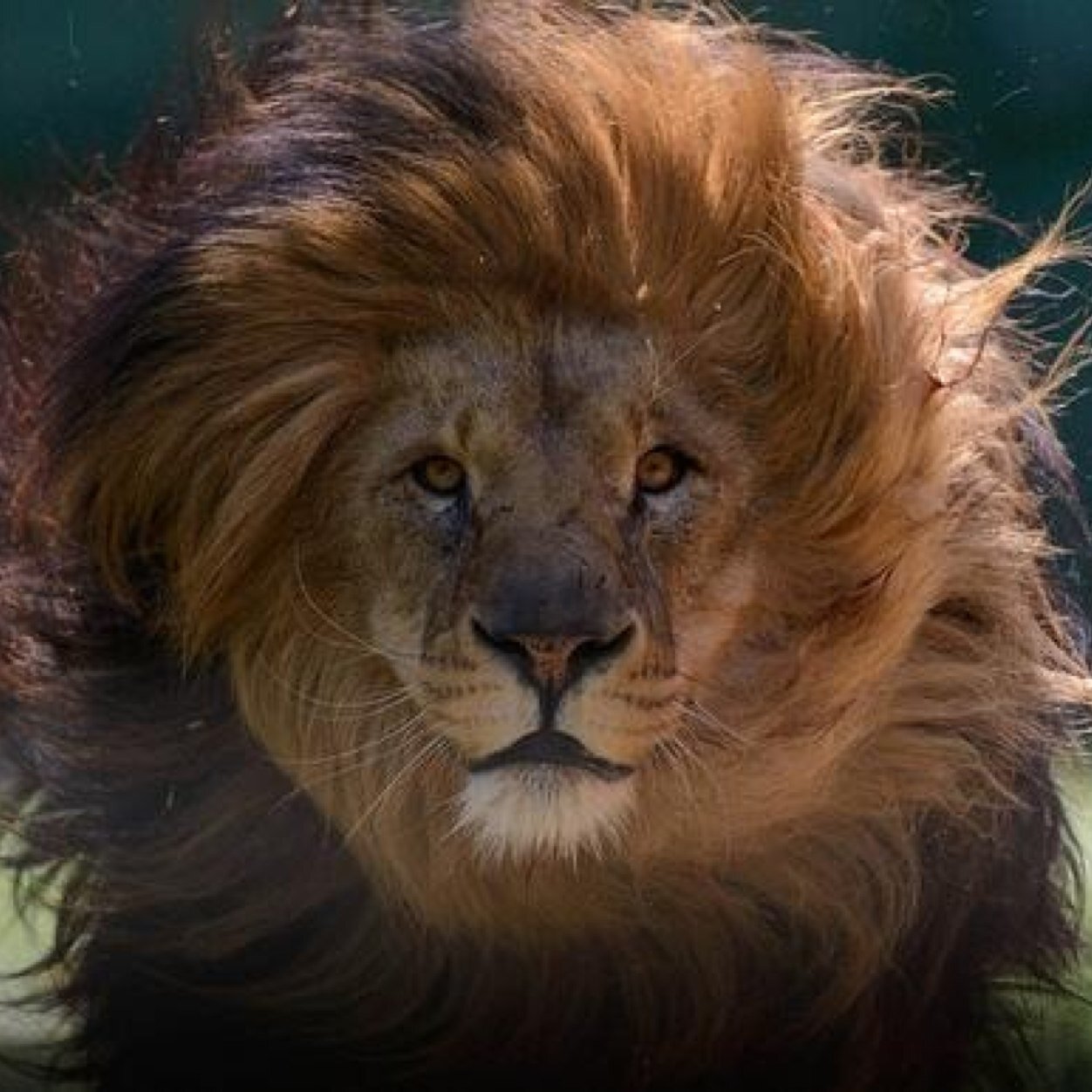 bigdaddycarl1's profile picture. 