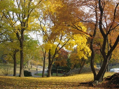 MBSRIsrael's profile picture. I love teaching people how to meditate and be less stressed-out.