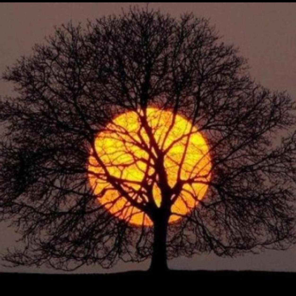 VogelMonica's profile picture. 