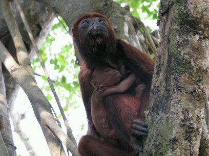 Somos una ONG, que contribuye en la investigación, rehabilitación y conservación de las poblaciones de primates Colombianos.