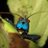 insect_ears's profile image