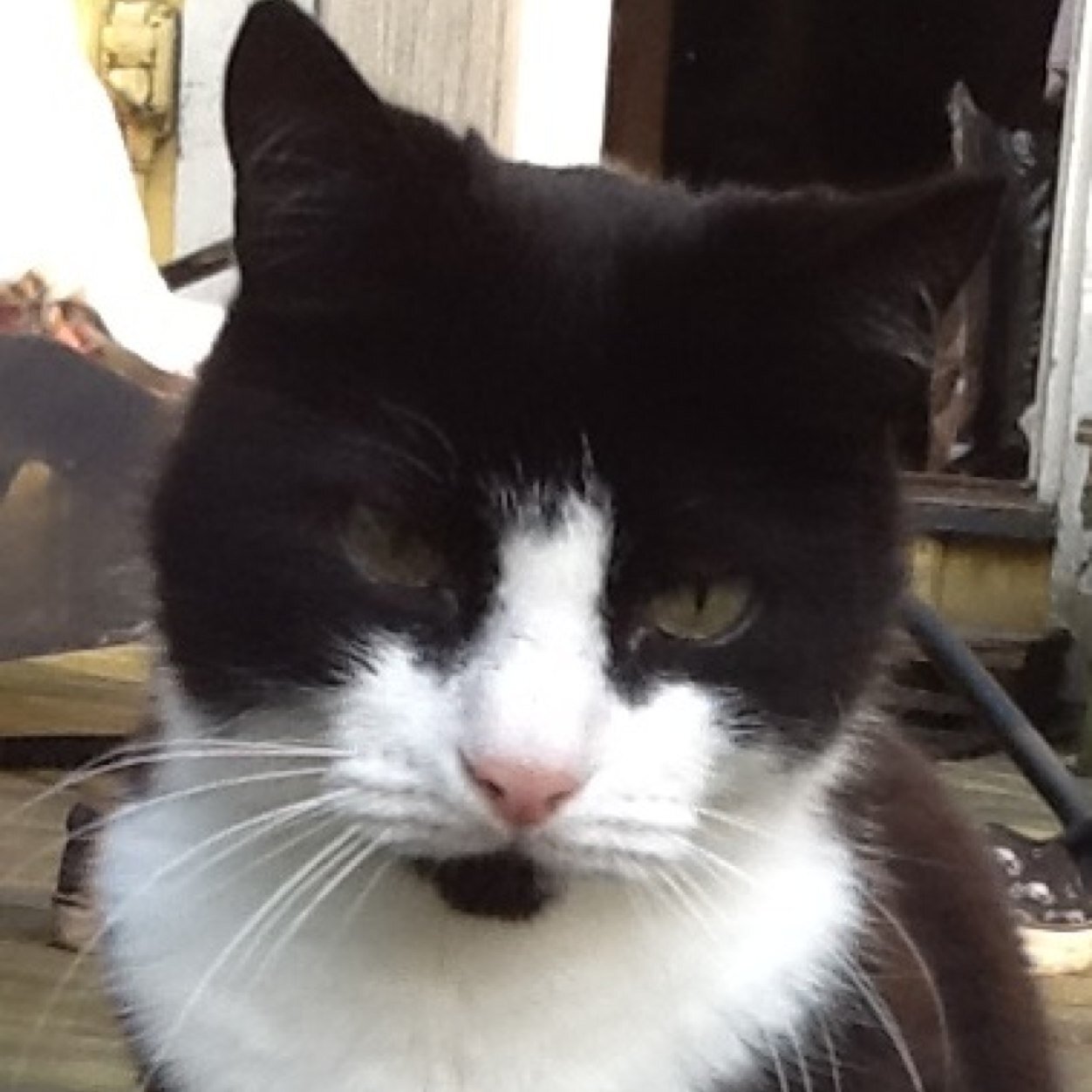 I have no tail but many fursibs. Love mackerel, toothpaste, new car tyres and Foppatoffles