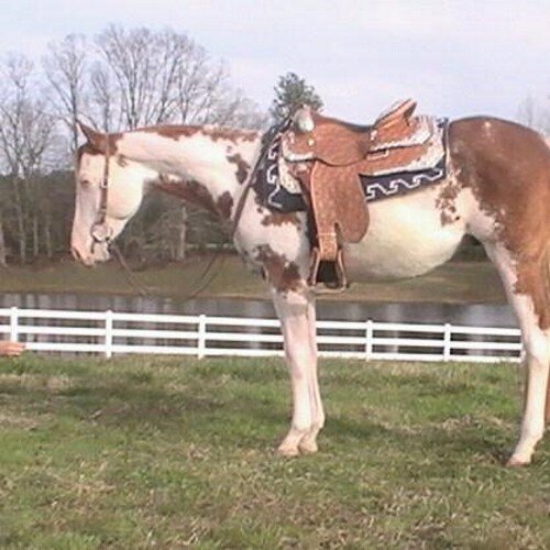 Just a paint breed horse livin in the stables! Love my bff Kyle, my owner, my friend , my life