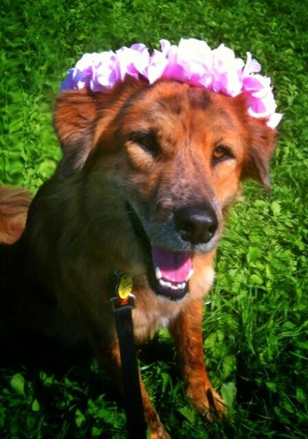 hellahound Profile Picture
