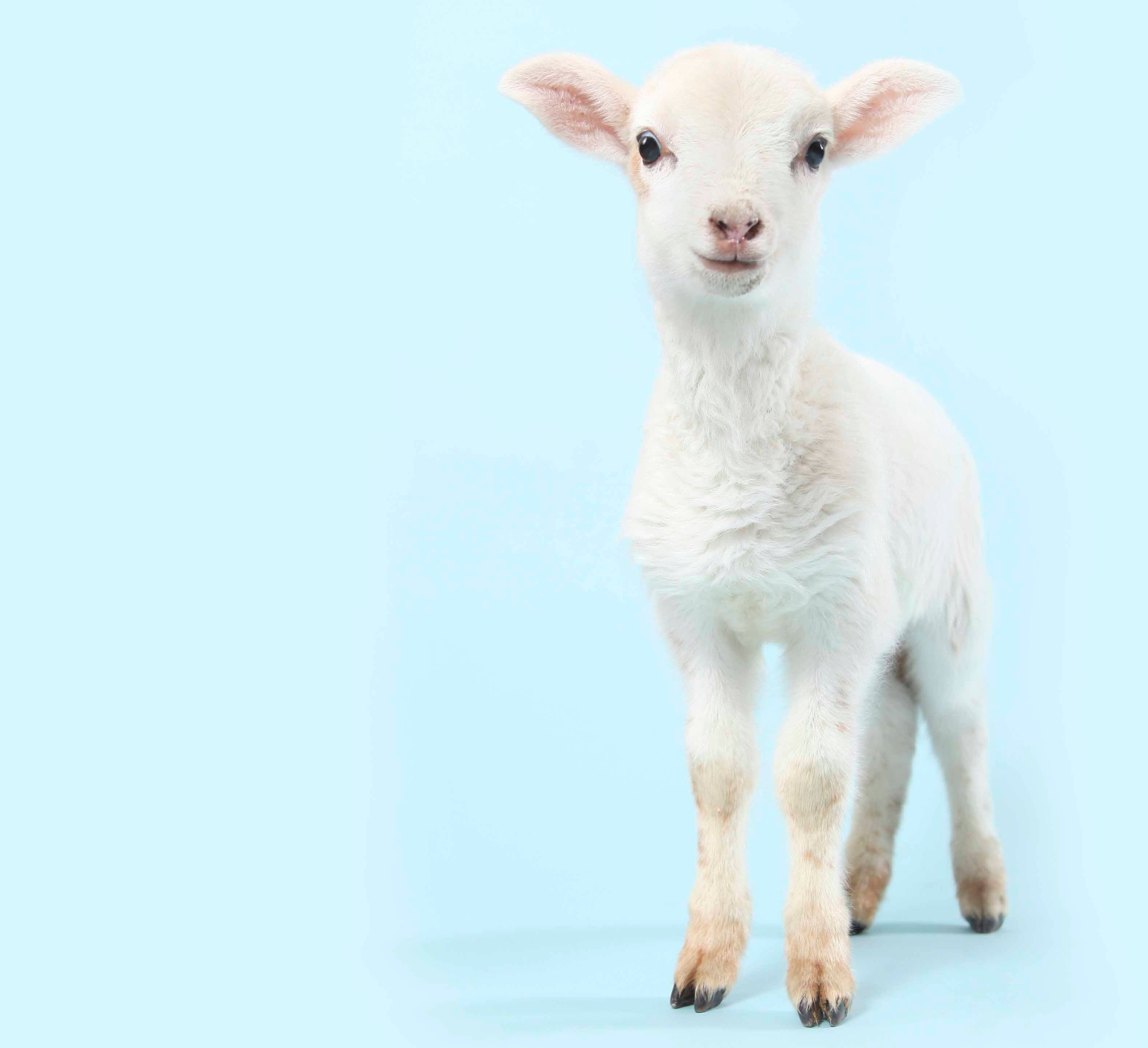 LilLambBaby's profile picture. Lil' Lamb baby planners specialize in providing parents-to-be with expert advice on all baby-related products and services available in the Toronto area.