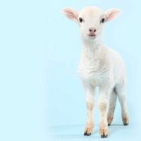 Lil' Lamb (@lillambbaby) 's Twitter Profile Photo