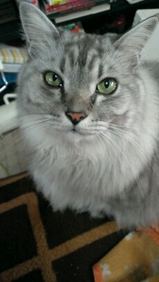 猫狂です。よろしく♪ちいさな命を慈しみ、しっぽのある家族や外の子たちのことをいつも考えています。活字中毒者。うちのひと(性同一性障害・結婚後カムアウト)。
あたしはあたし。猫は家族。（・海月・）/