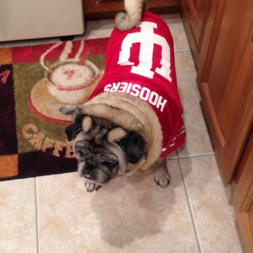 RealRenoDino's profile picture. 