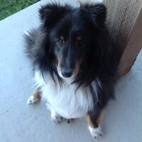 Shauna Smith Duncan (@smittydunc) 's Twitter Profile