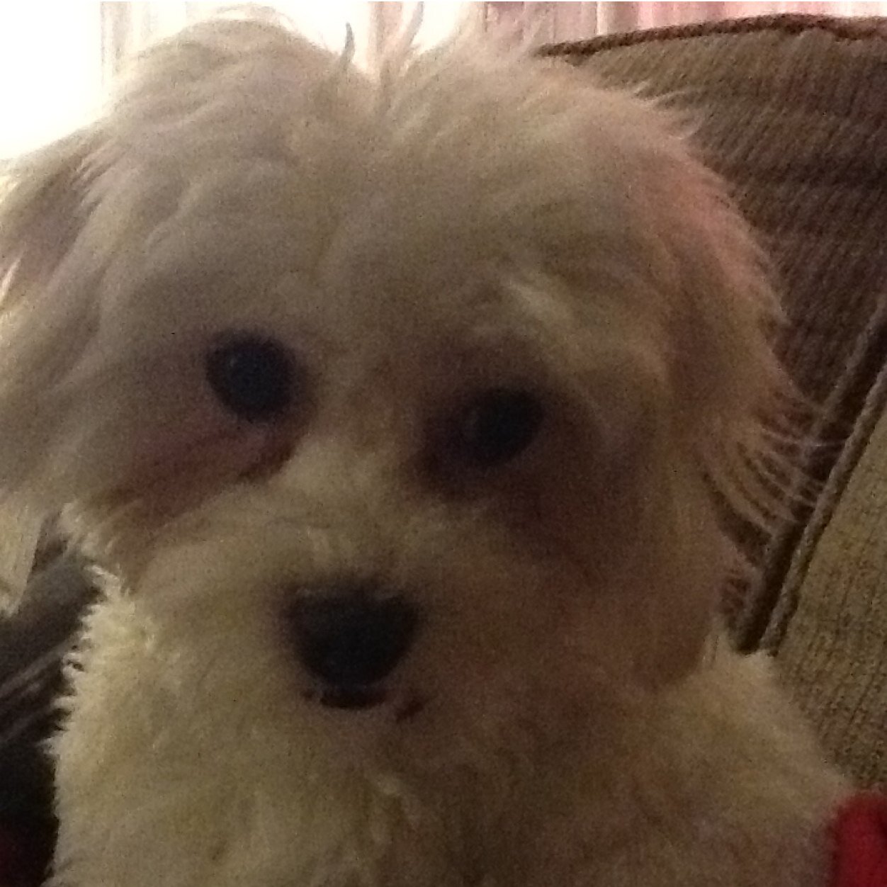 PaulaGrcpac's profile picture. 