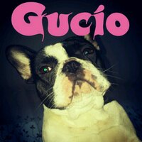 GucioFrenchBulldog(@FrenchGucio) 's Twitter Profile Photo