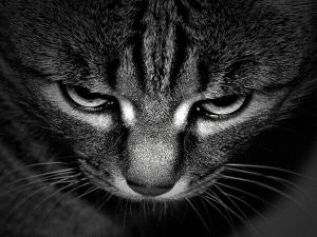 AlfonsoVG2's profile picture. 