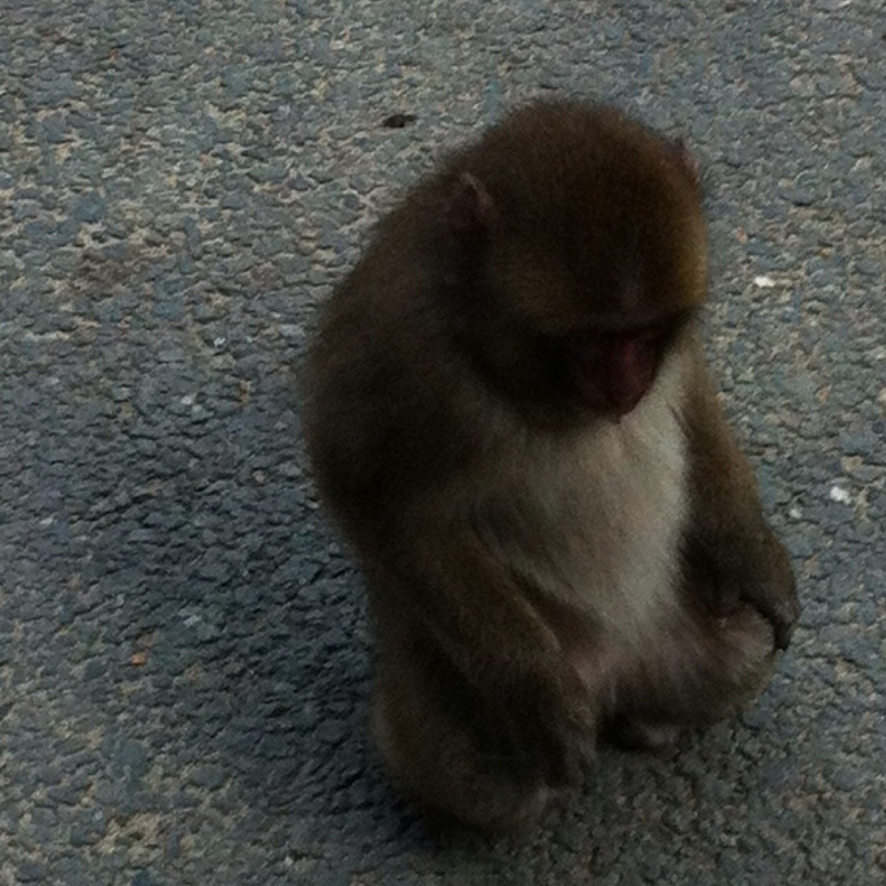 生存なう