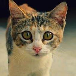 Mesmeric eyes, a mischievous smile, stunning looks and a sophisticated charm .. Thats Me !!!