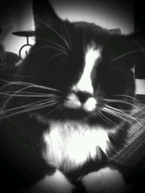 i love cats..especially my cat miku. anime. cats. orange chicken. cats.video games. music. life.