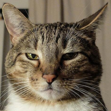 siraitbtc's profile picture. 